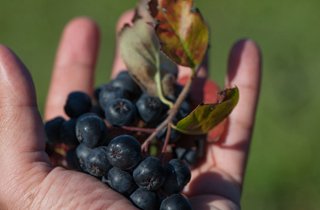 Aronia Biodinamica